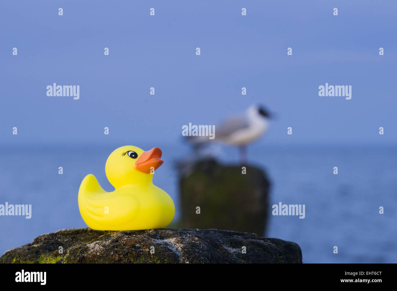 rubber duck and sea gull Stock Photo