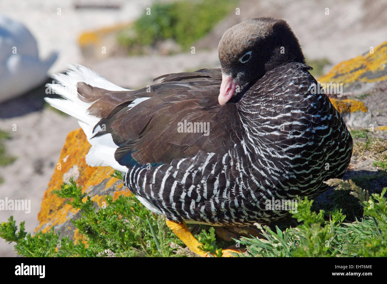 Female Kelp Goose New Island Falkland Islands Stock Photo