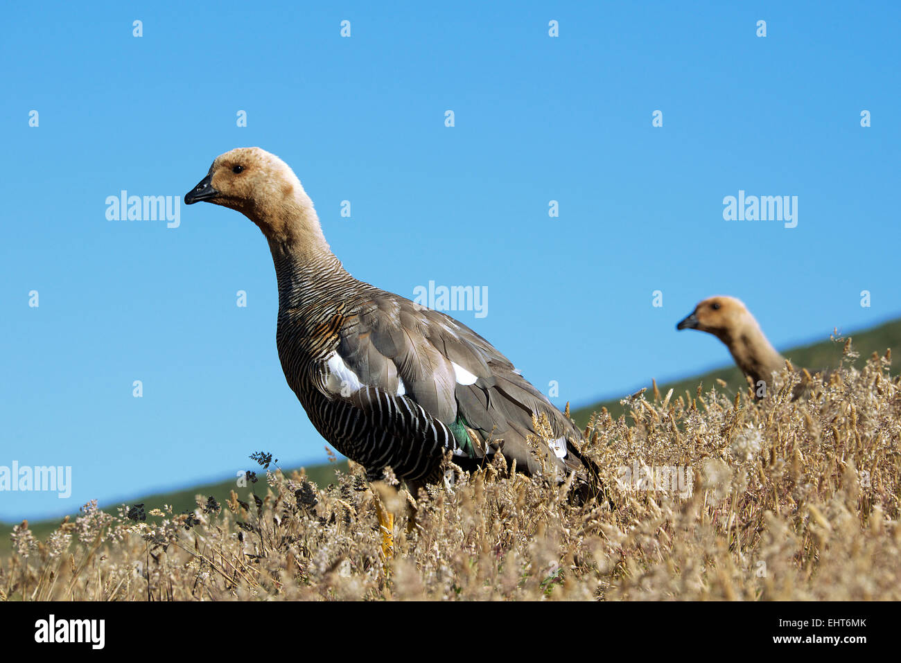 Female Upland Goose New Island Falkland Islands Stock Photo