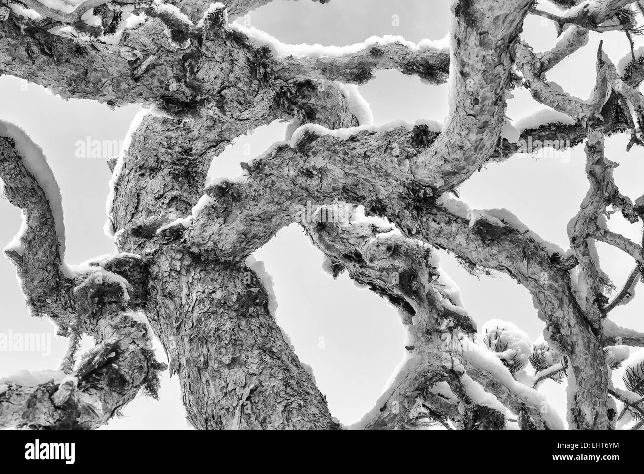 snow covered pine, Lapland, Sweden Stock Photo