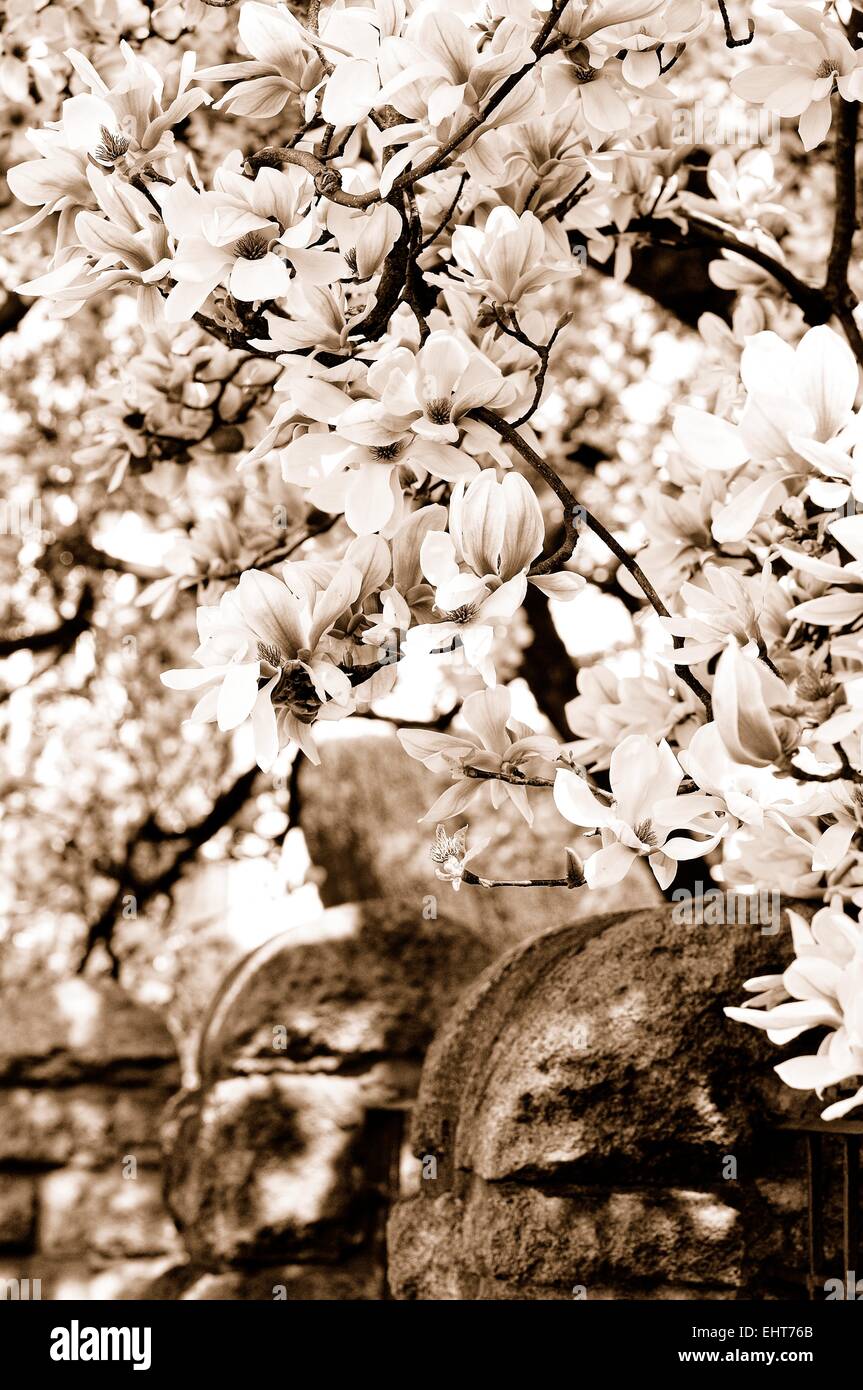 Magnolia flower over the fence sepia Stock Photo