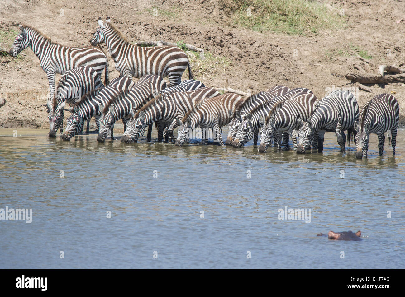 Gnu,Zebra,Crossing and     Fotodienst Schreyer 0049 172 162 5407 www.sportfoto-schreyer.jimdo.com Afrika,Kenia, Massai Mara 2015 Stock Photo