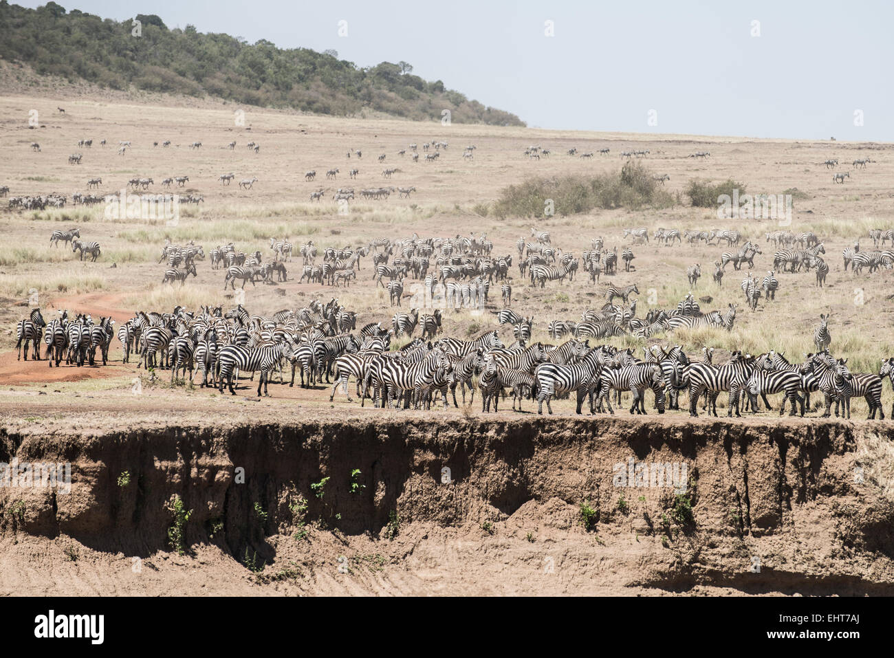 Gnu,Zebra,Crossing,Landscape,    Fotodienst Schreyer 0049 172 162 5407 www.sportfoto-schreyer.jimdo.com Afrika,Kenia, Massai Mar Stock Photo