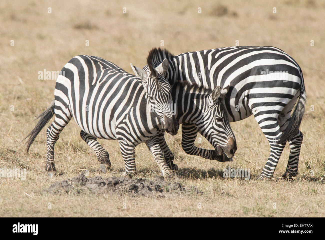 Zebra,Equus quagga,Step    Fotodienst Schreyer 0049 172 162 5407 www.sportfoto-schreyer.jimdo.com Afrika,Kenia, Massai Mara 2015 Stock Photo