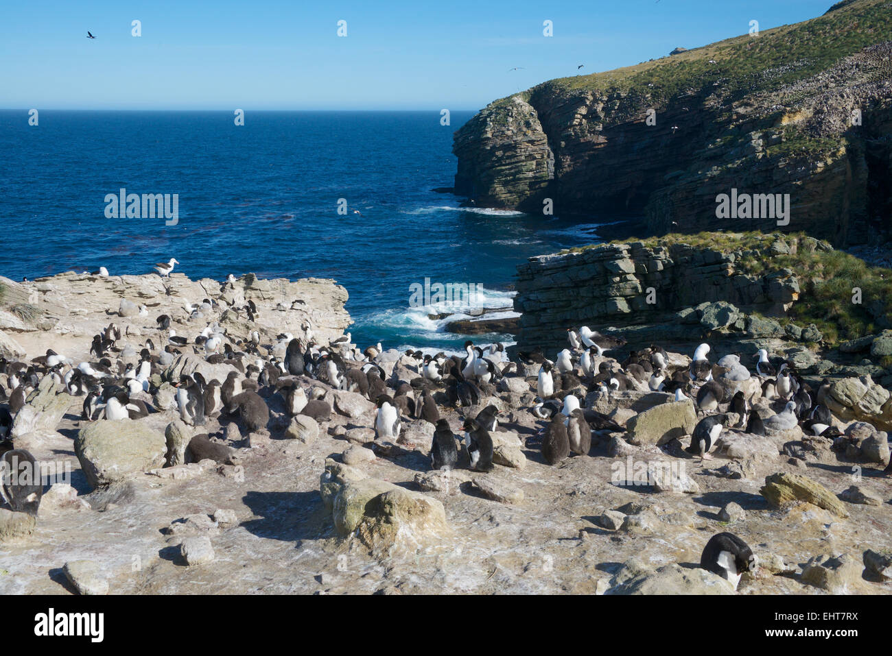Rockhopper penguin colony New Island Falkland Islands Stock Photo