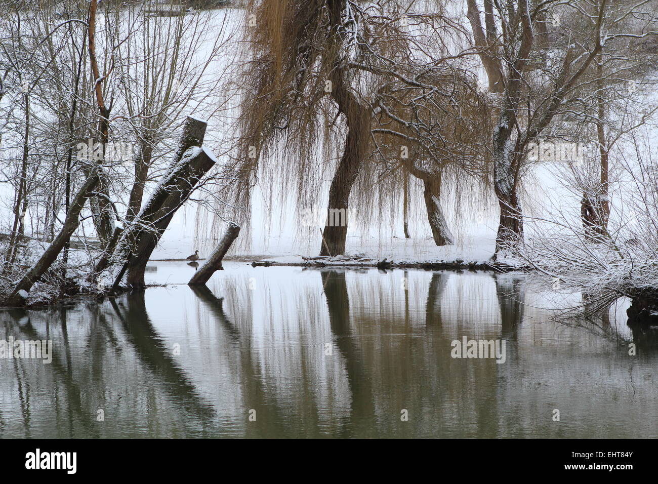 Willow trees at the river Thames in winter Stock Photo