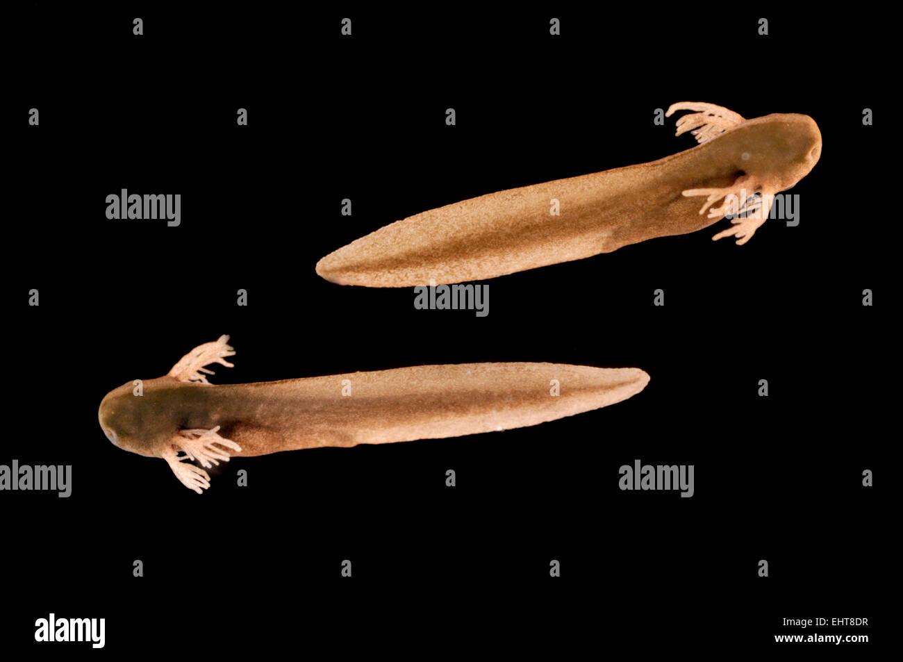 Early stage of frog tadpole with external gills, grass frog (Rana temporaria) | Kaulquappe Stock Photo