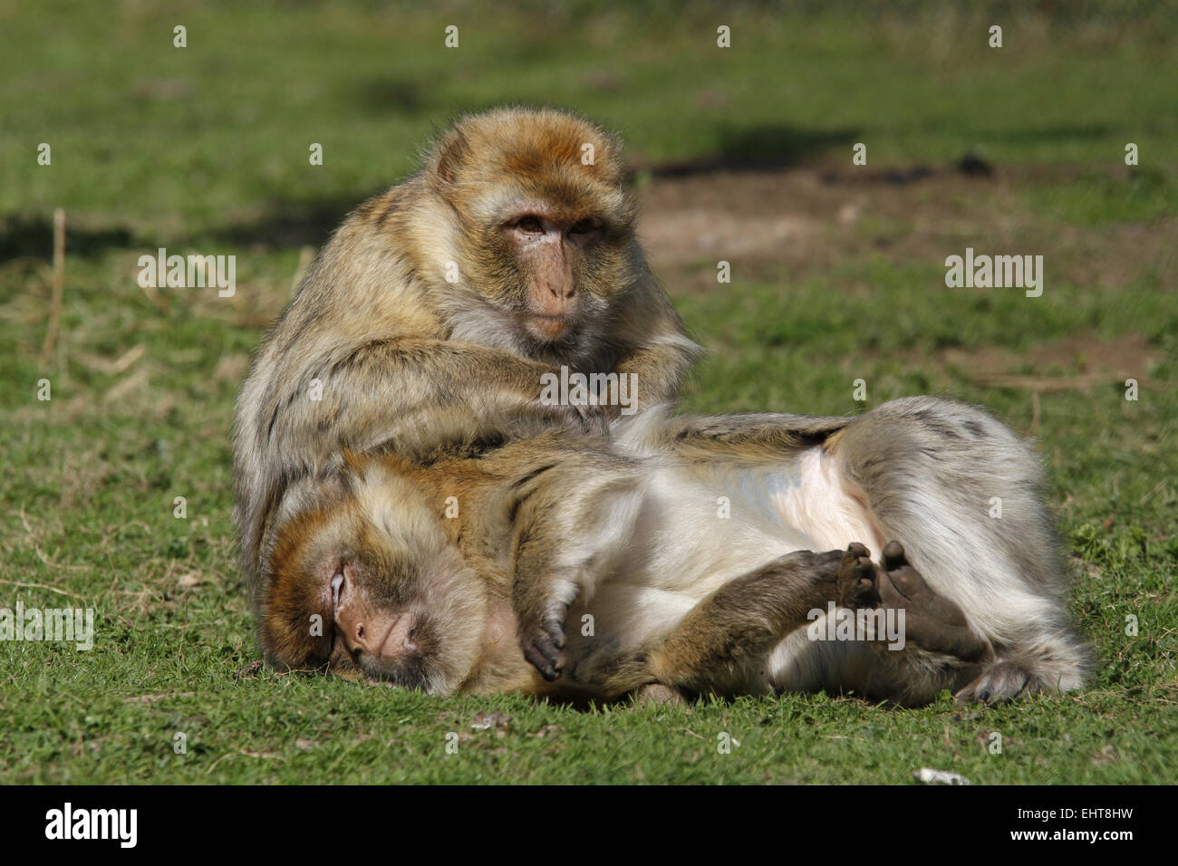 Barbary apes Stock Photo