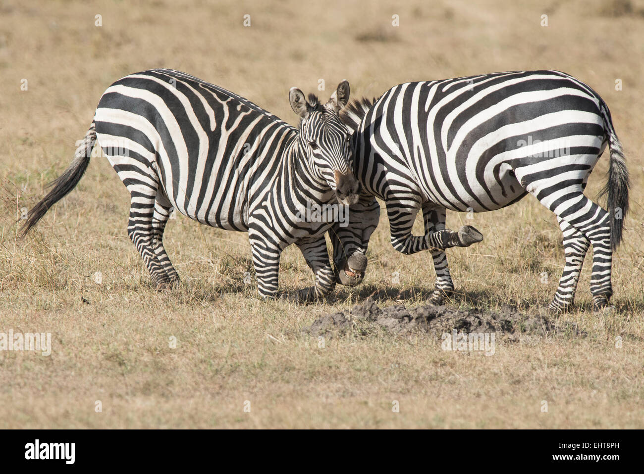 Zebra,Equus quagga,Stepp   Fotodienst Schreyer 0049 172 162 5407 www.sportfoto-schreyer.jimdo.com Afrika,Kenia, Massai Mara 2015 Stock Photo
