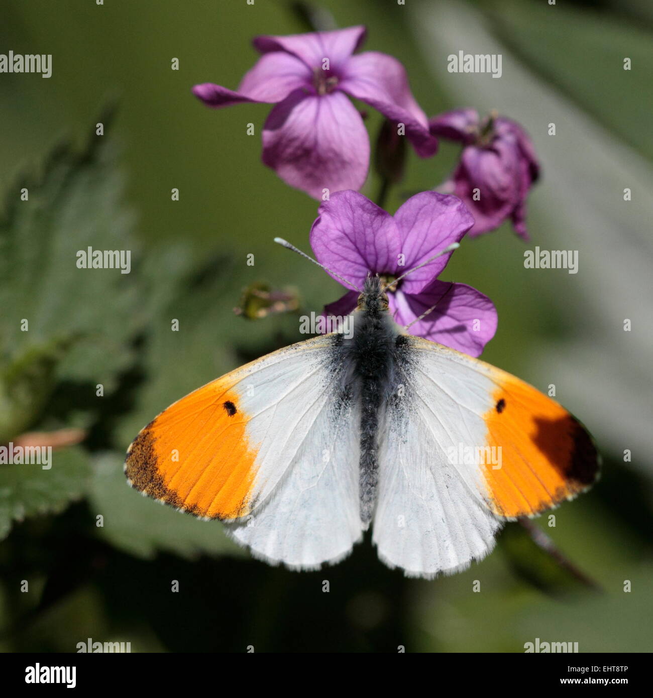Orange Tip Butterfly (Anthocharis cardamines) Stock Photo