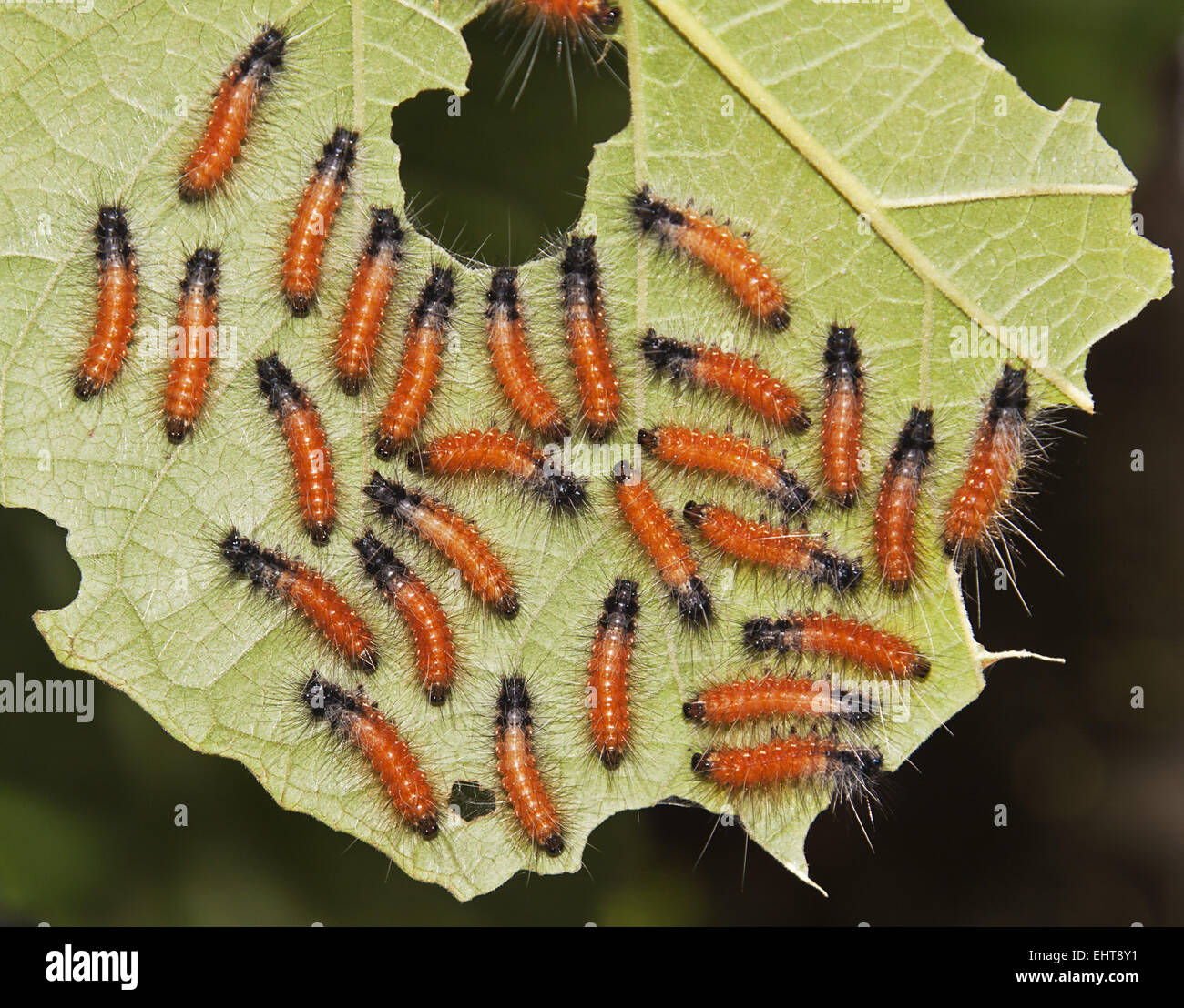 Caterpillars Stock Photo