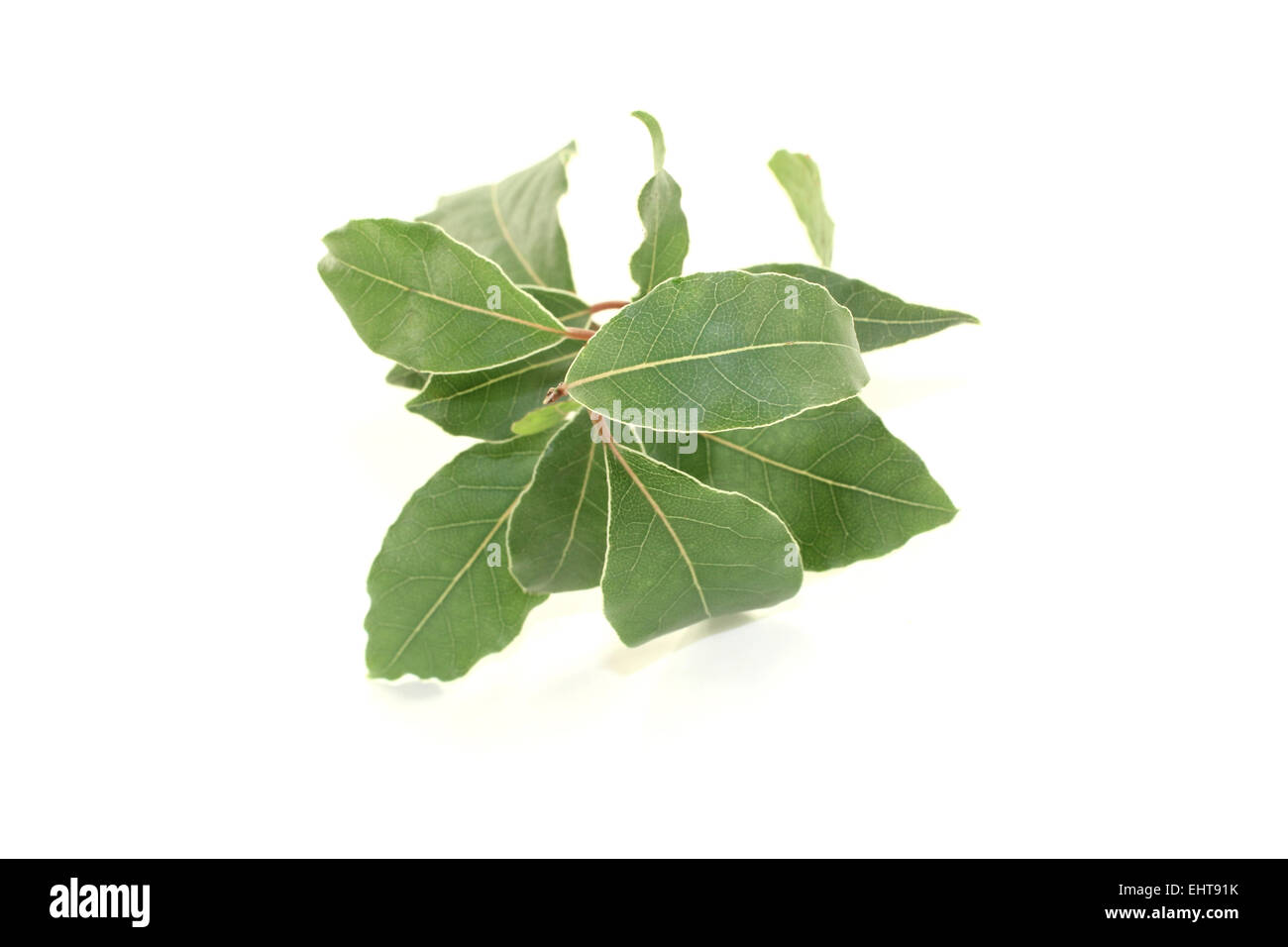 fresh laurel twig with leaves Stock Photo