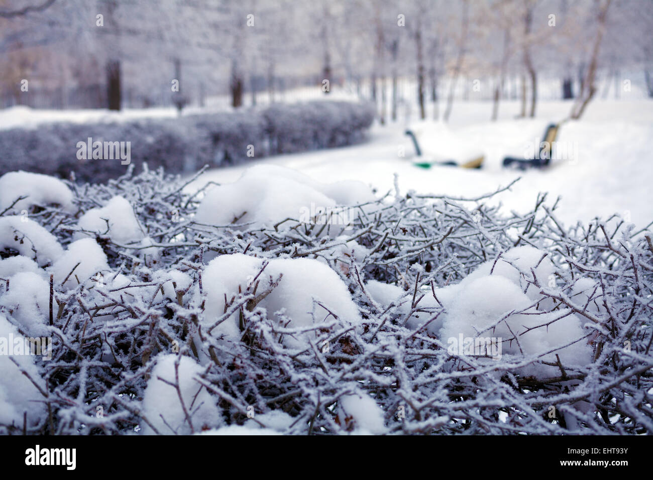Winter Park in Moscow with Snowy Trees Stock Photo - Alamy