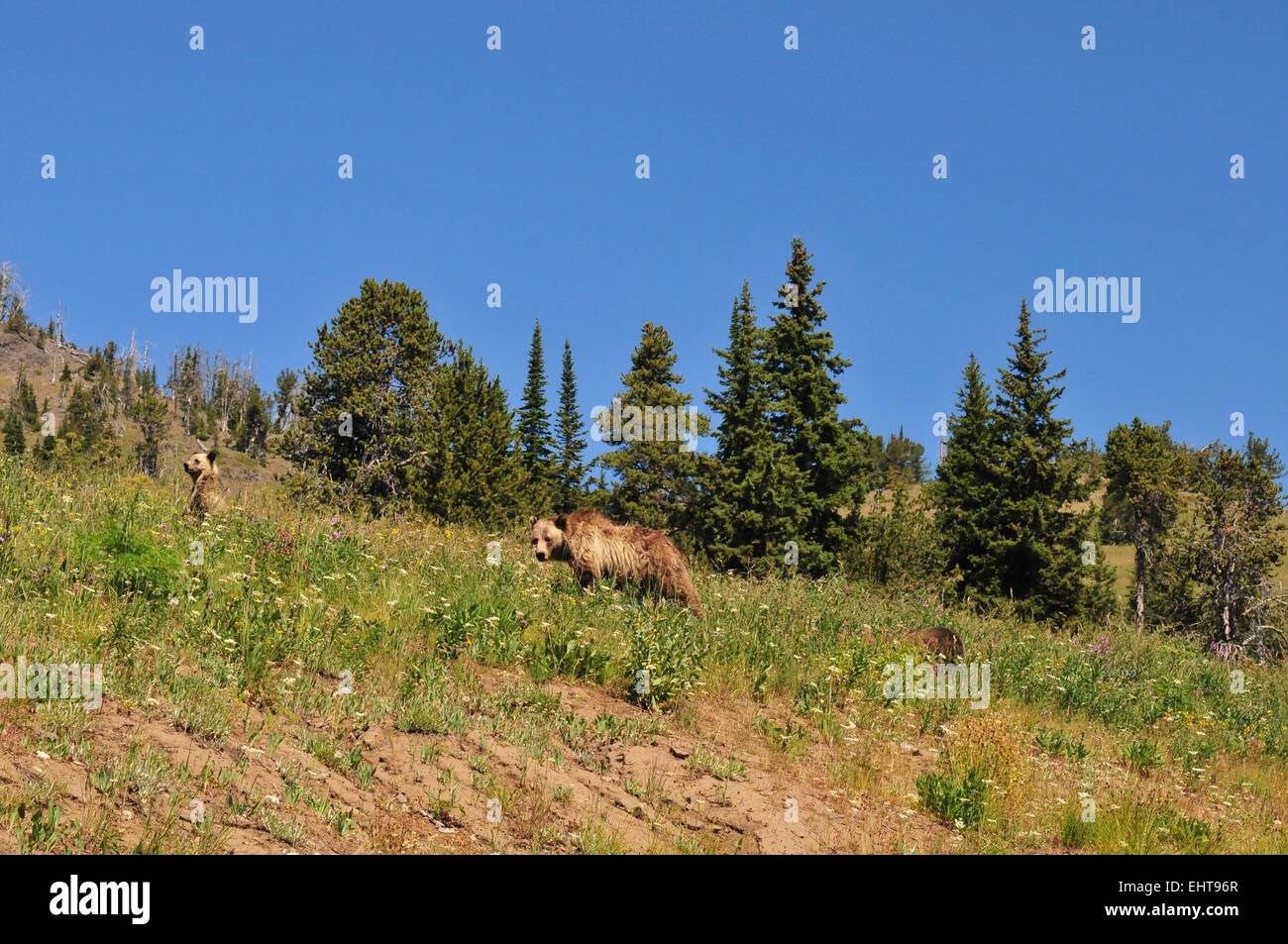 Grizzly Bear and her cubs Yellowstone National Park Wyoming USA Stock Photo