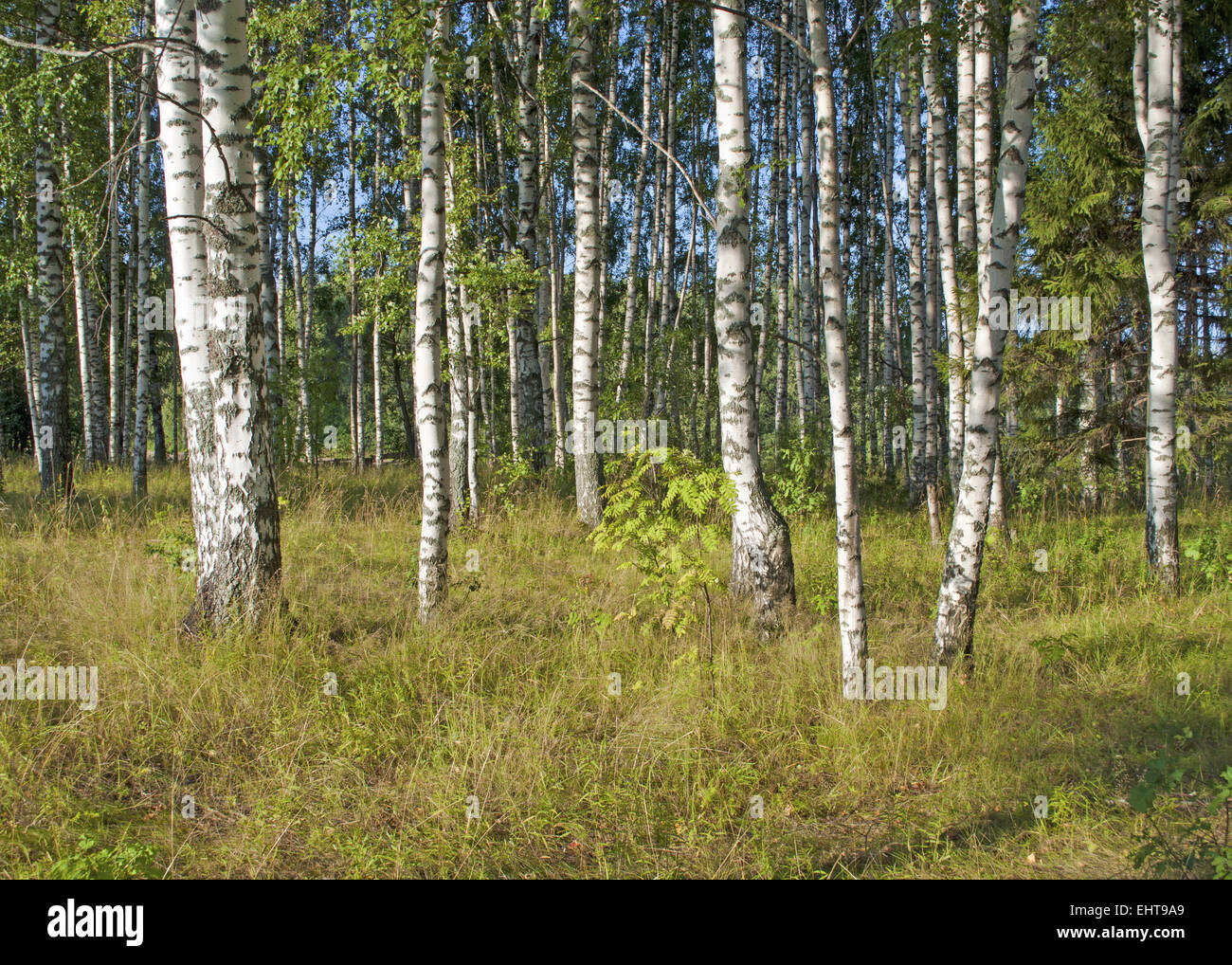 Summer birch grove Stock Photo - Alamy
