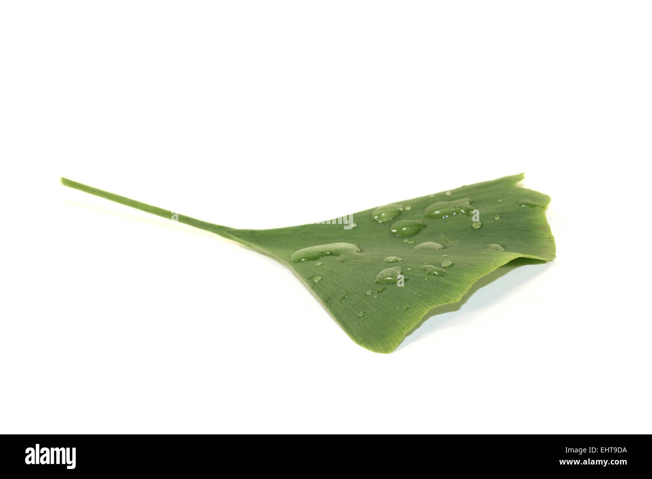 Ginkgo leaf with water drops Stock Photo