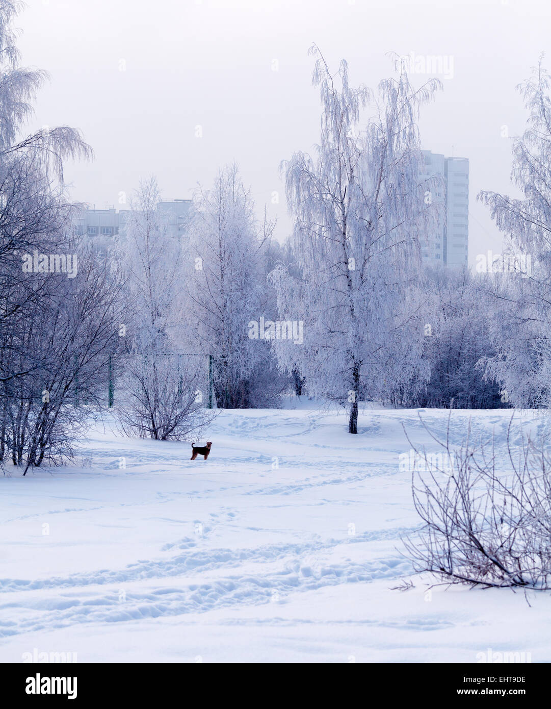 Winter Park in Moscow with Snowy Trees Stock Photo - Alamy