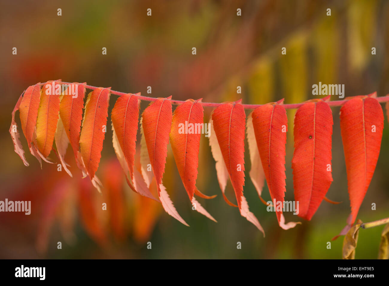 staghorn sumac Stock Photo