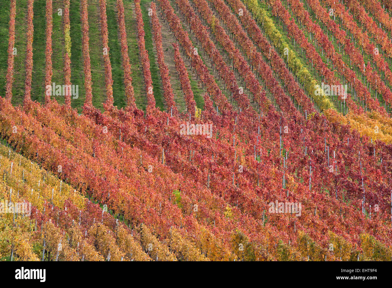 vineyard Stock Photo