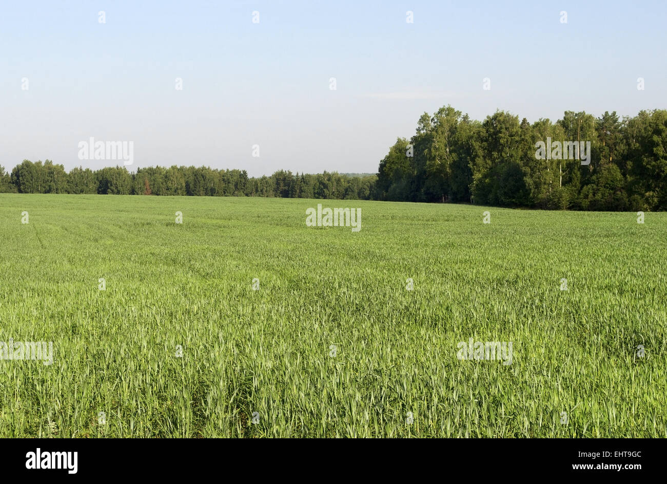 Green field Stock Photo