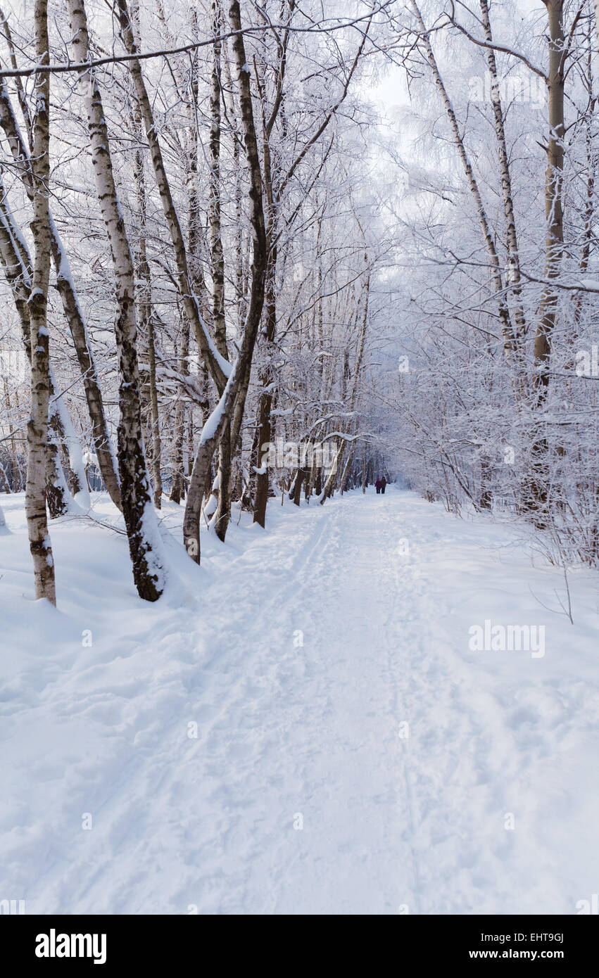 Winter Park in Moscow with Snowy Trees Stock Photo - Alamy