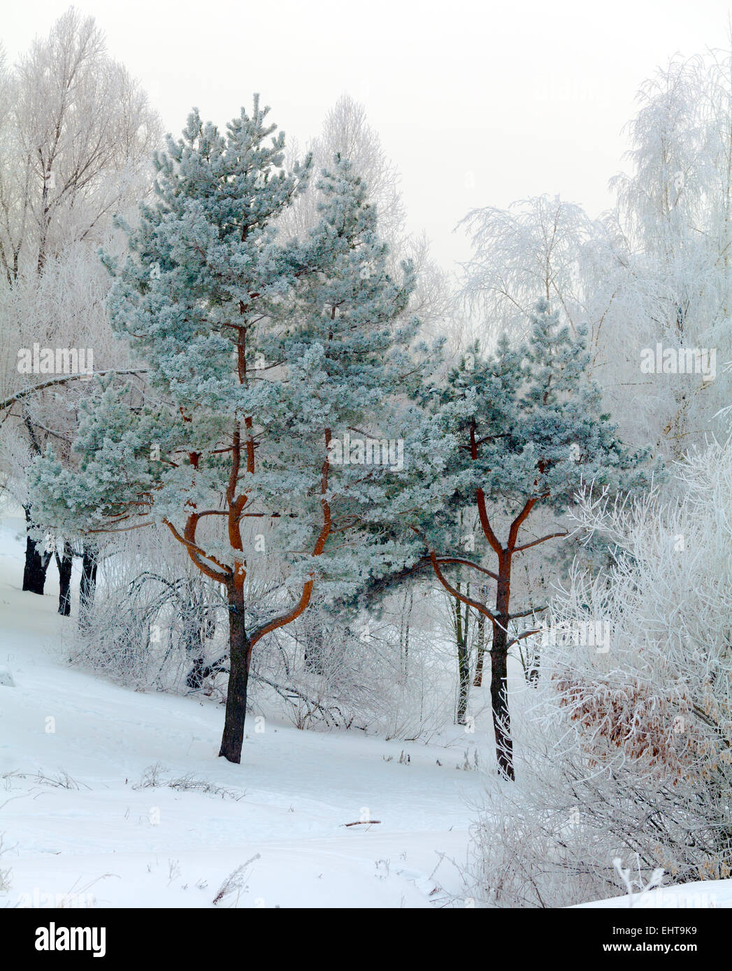 Winter Park in Moscow with Snowy Trees Stock Photo - Alamy