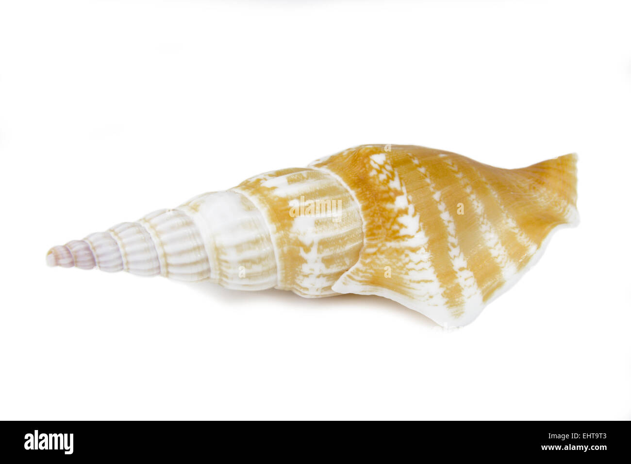 pointed snail shell 4 Stock Photo Alamy