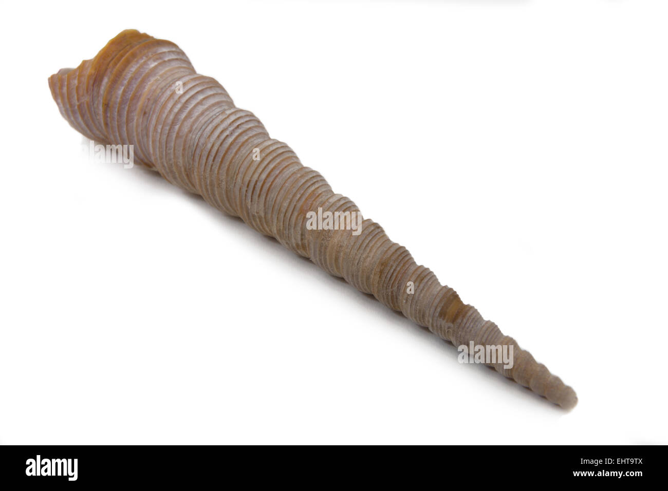 pointed snail shell Stock Photo Alamy