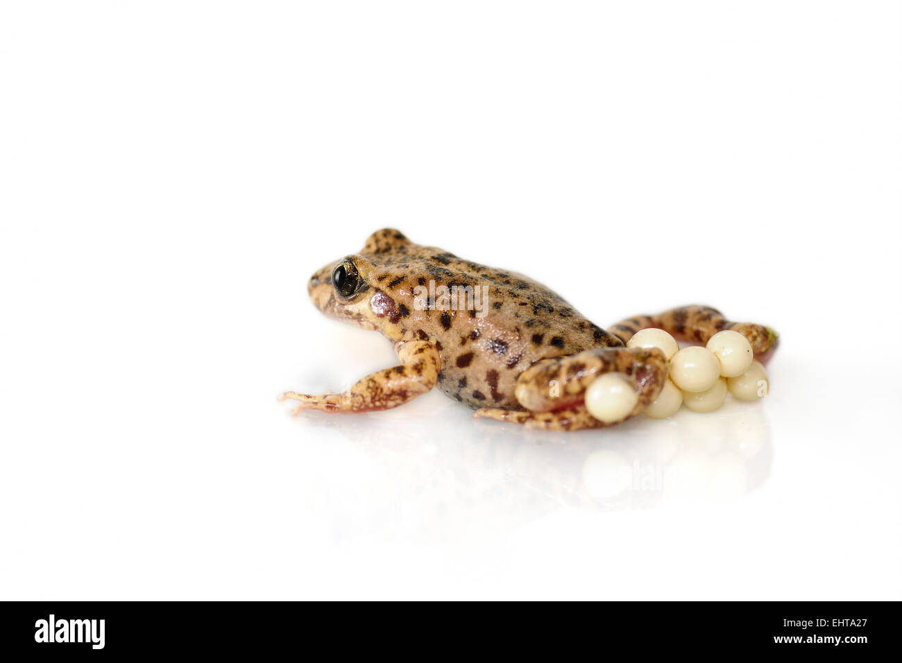 [captive] The Majorcan midwife toad (Alytes muletensis) is endemic to the rocky sandstone terrain of the Serra de Tramuntana in Stock Photo