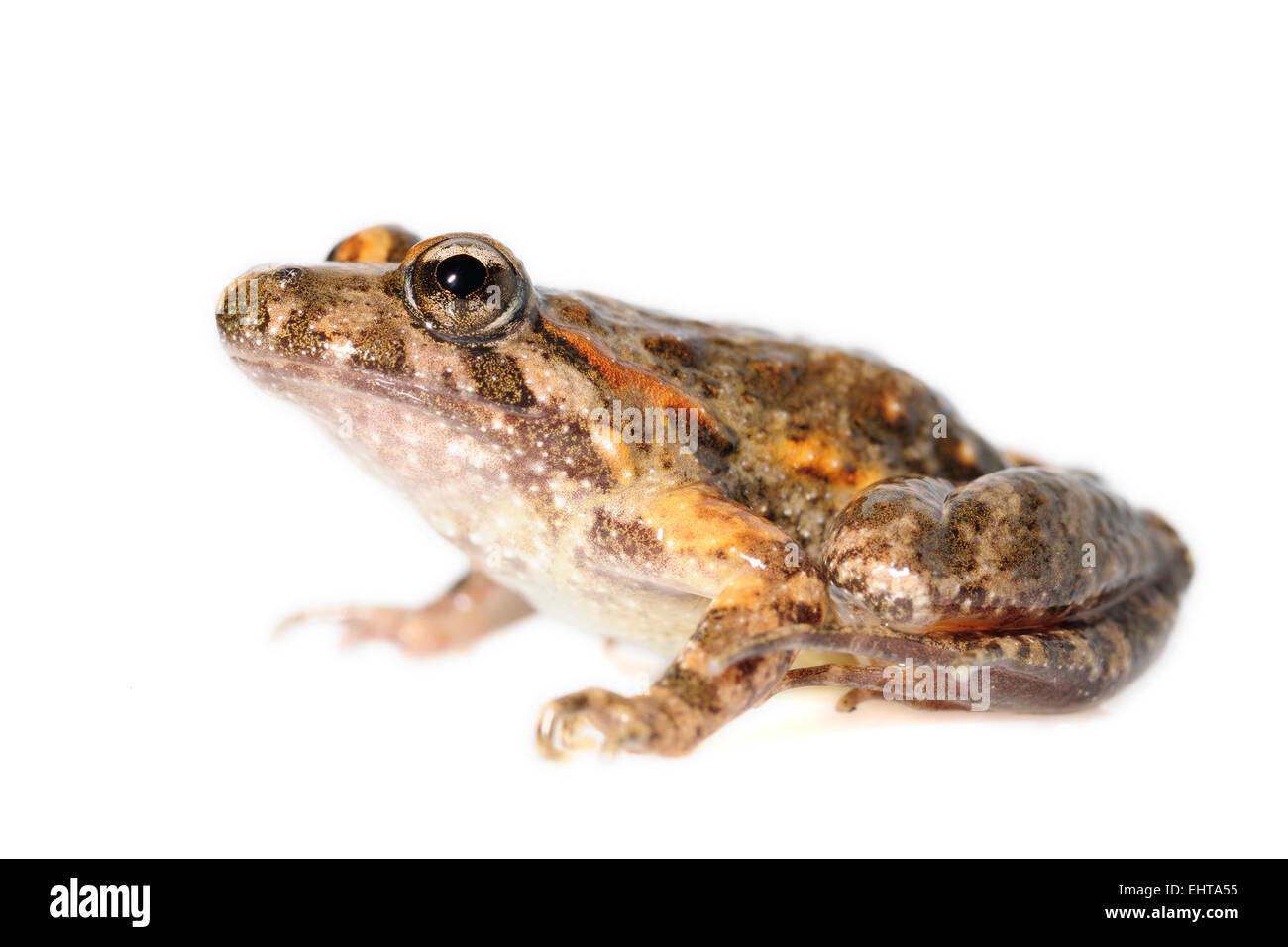 [captive] Tyrrhenian Painted Frog (Discoglossus sardus), Sardinia, Italy | Der Sardische Scheibenzüngler (Discoglossus sardus) t Stock Photo