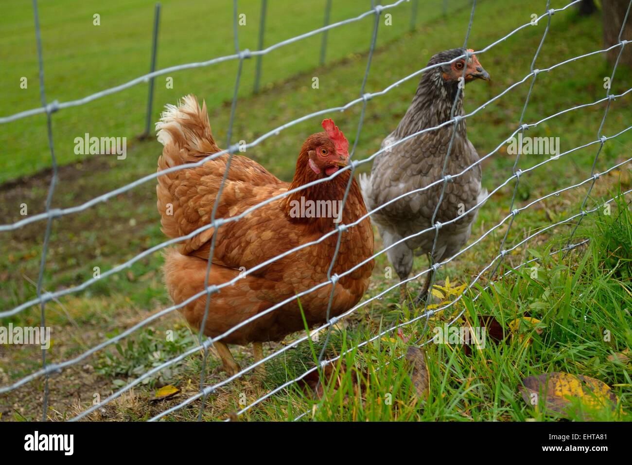 Chicken Free Range Stock Photo Alamy