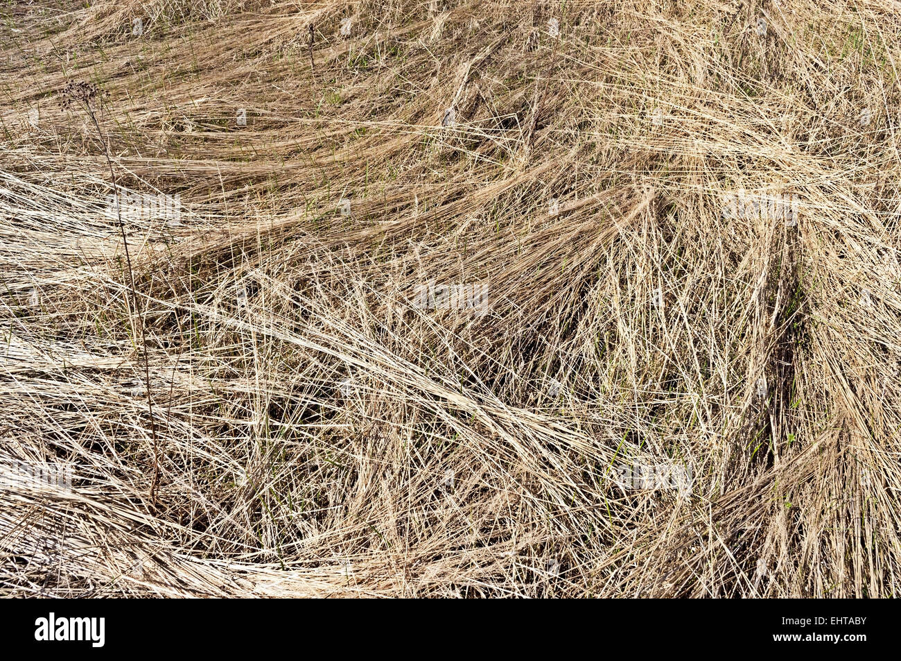 Dry grass background Stock Photo Alamy