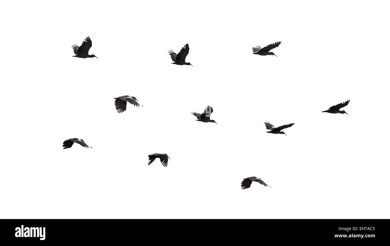 Birds in flight Stock Photo