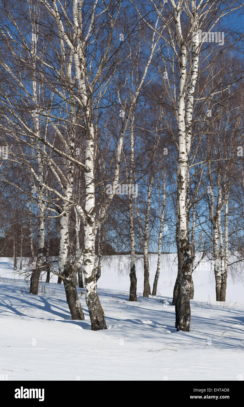Birches group in early spring Stock Photo
