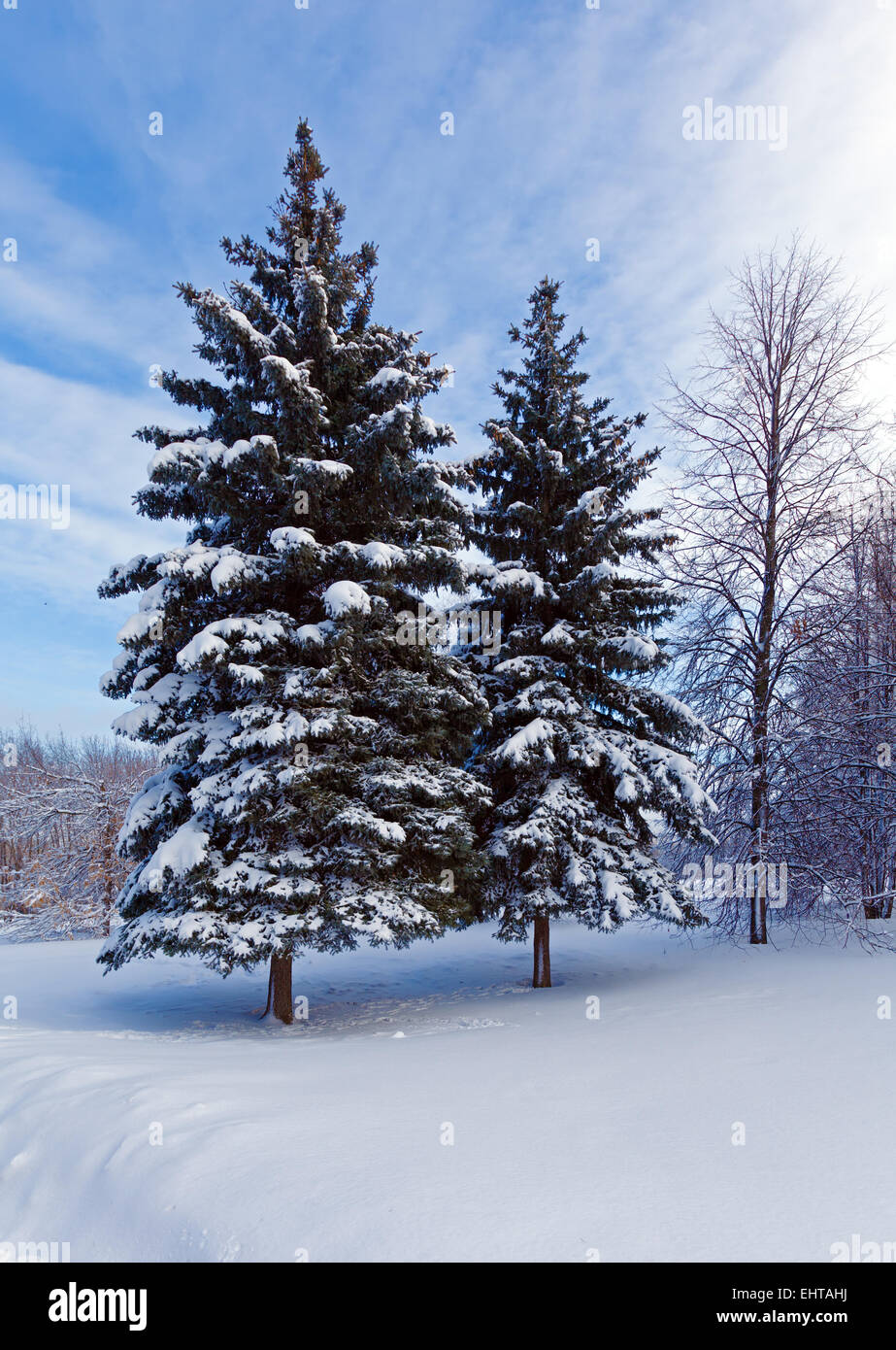 Snowy Two Pine Trees in Wood Stock Photo - Alamy