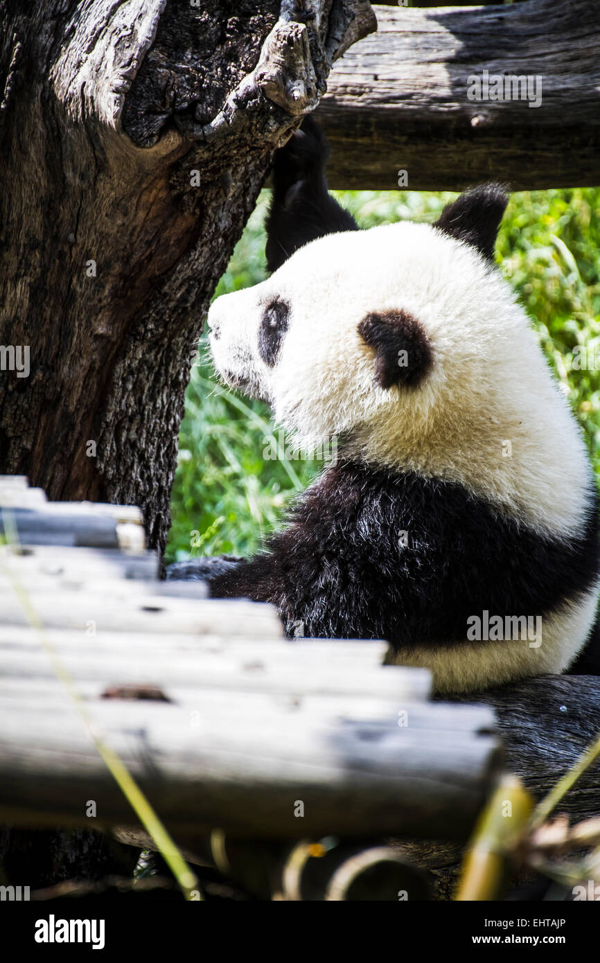 panda bear habitat