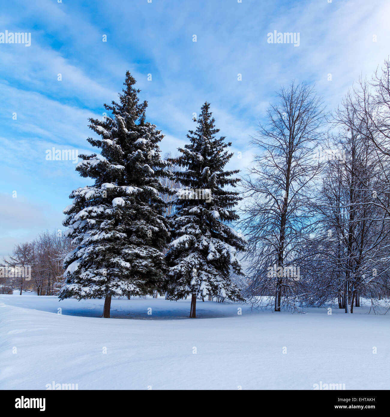 Snowy Two Pine Trees in Wood Stock Photo - Alamy