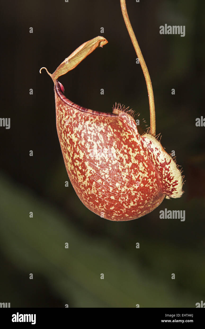 Nepenthes Stock Photo