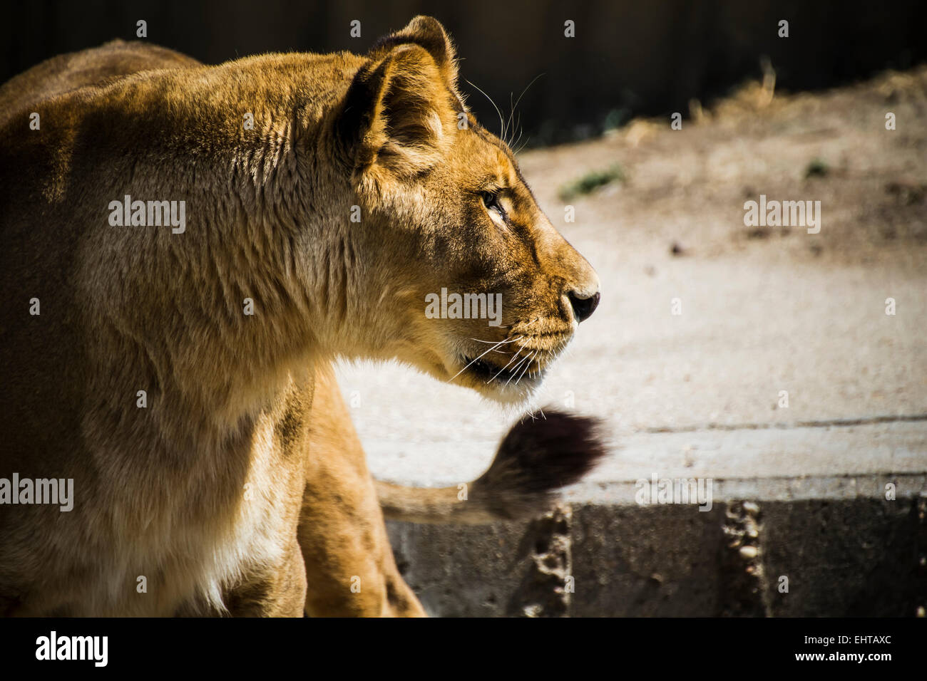 fur, lioness in a zoo park Stock Photo - Alamy