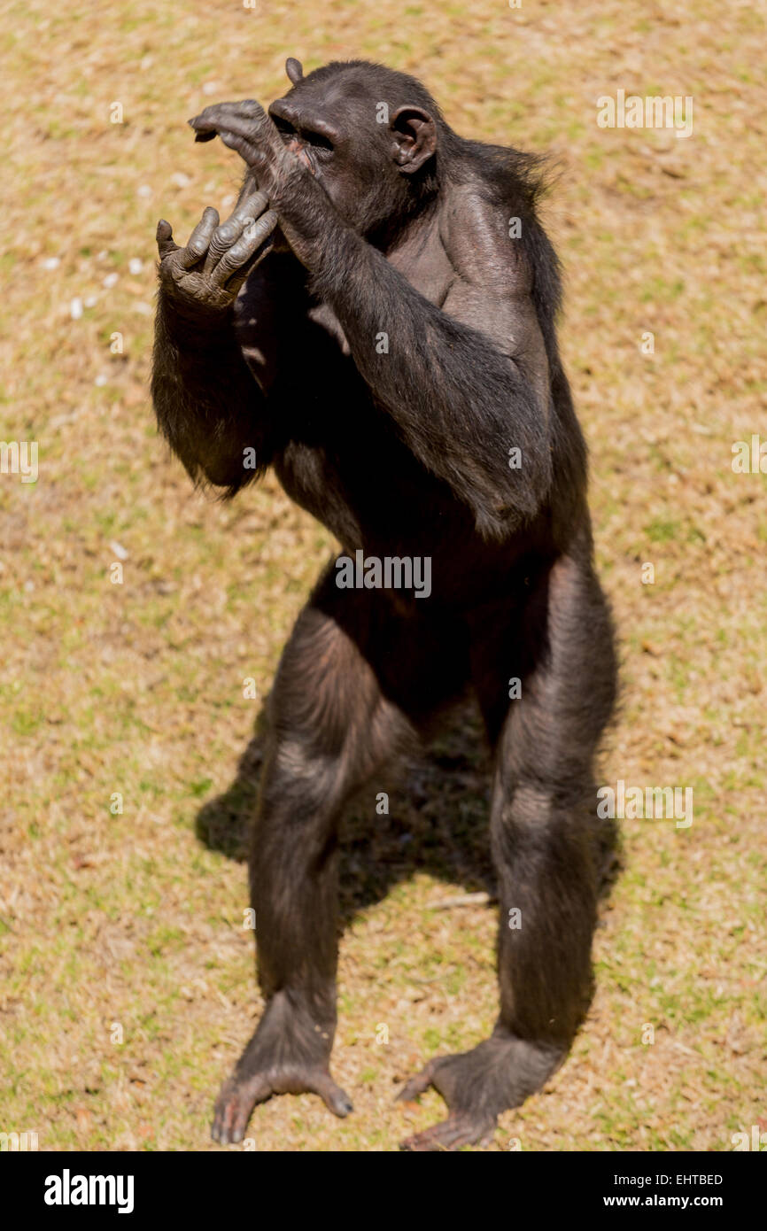 Chimp communication Stock Photo