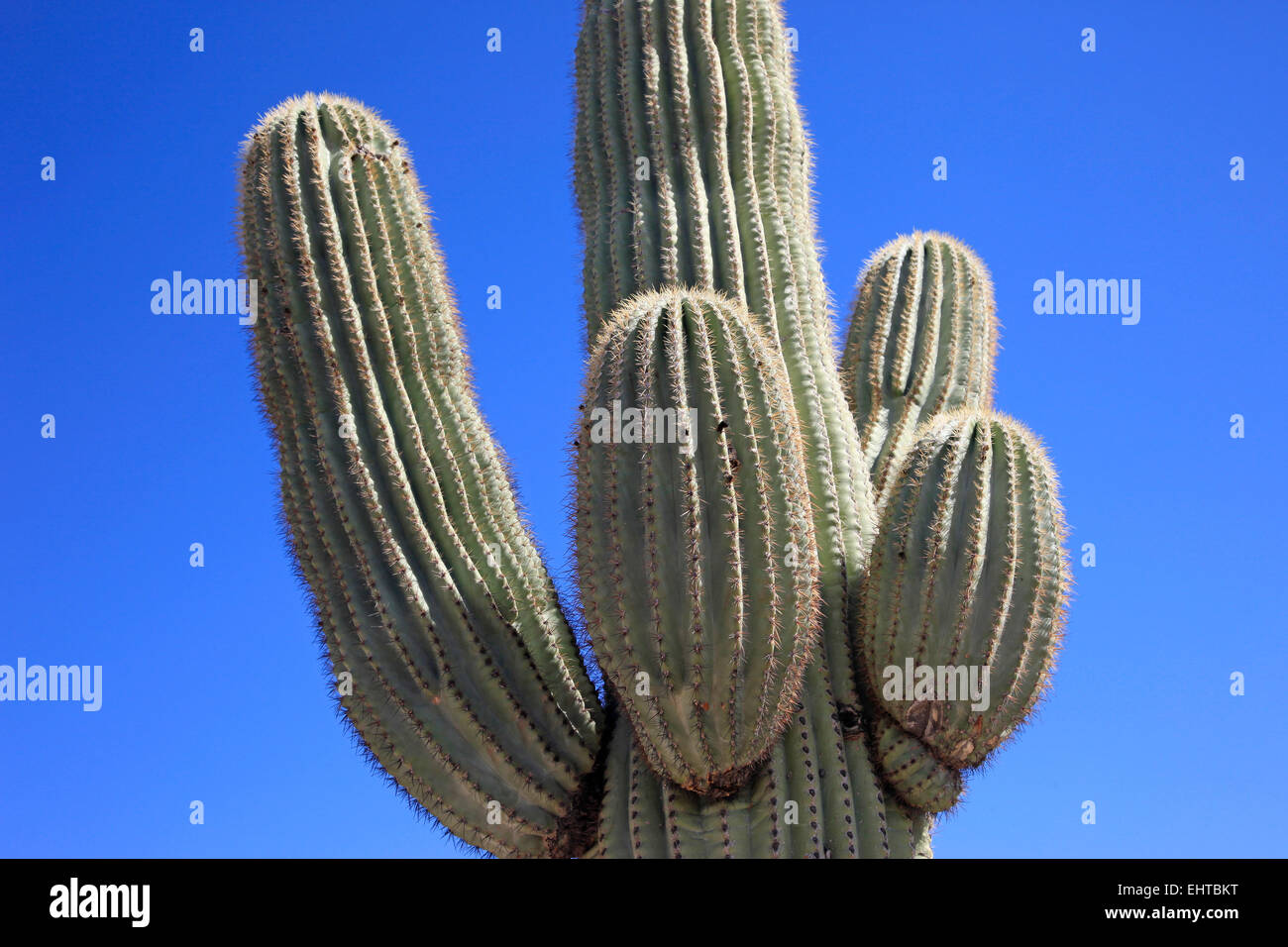 Saguaro cactus and blue sky Stock Photo - Alamy