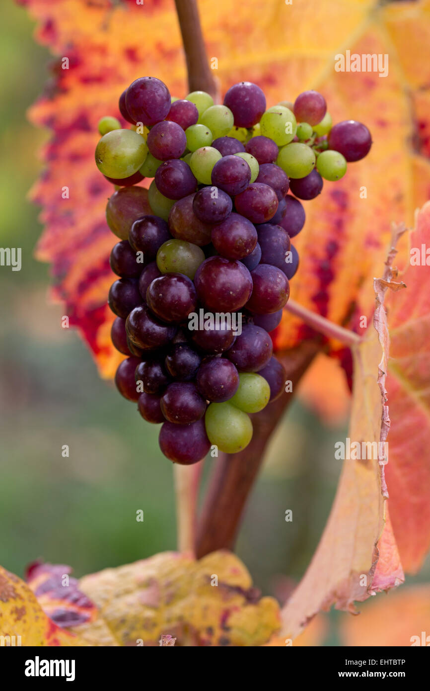 red vine grapes Stock Photo Alamy