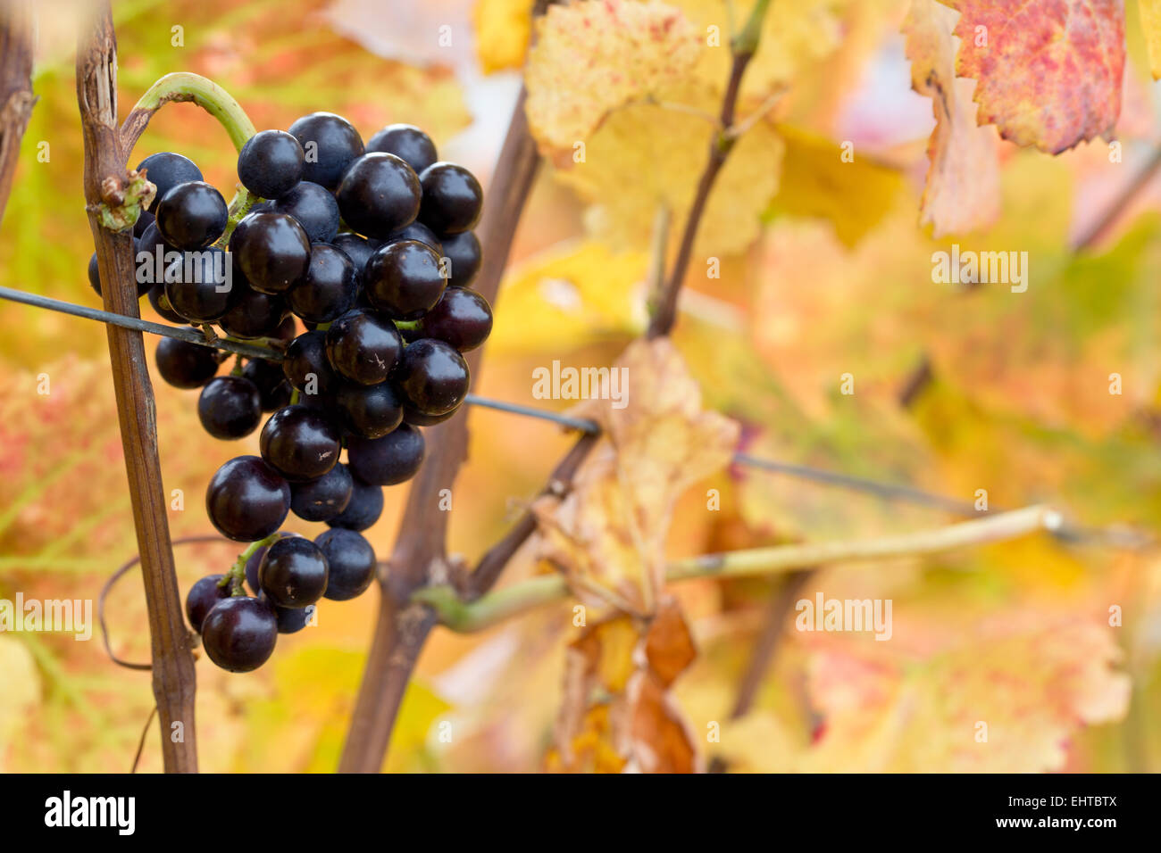 red vine grapes Stock Photo Alamy