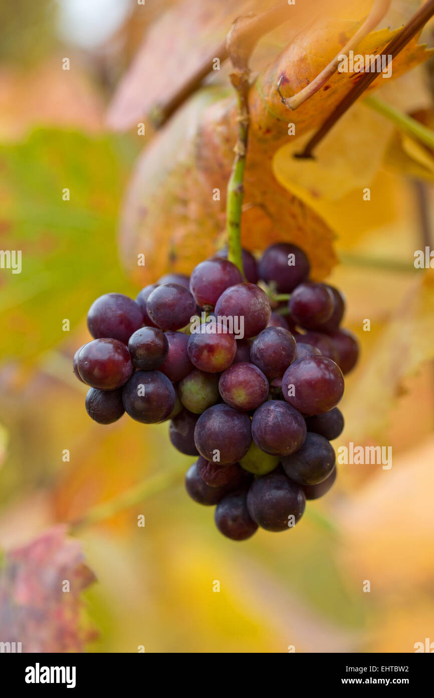red vine grapes Stock Photo