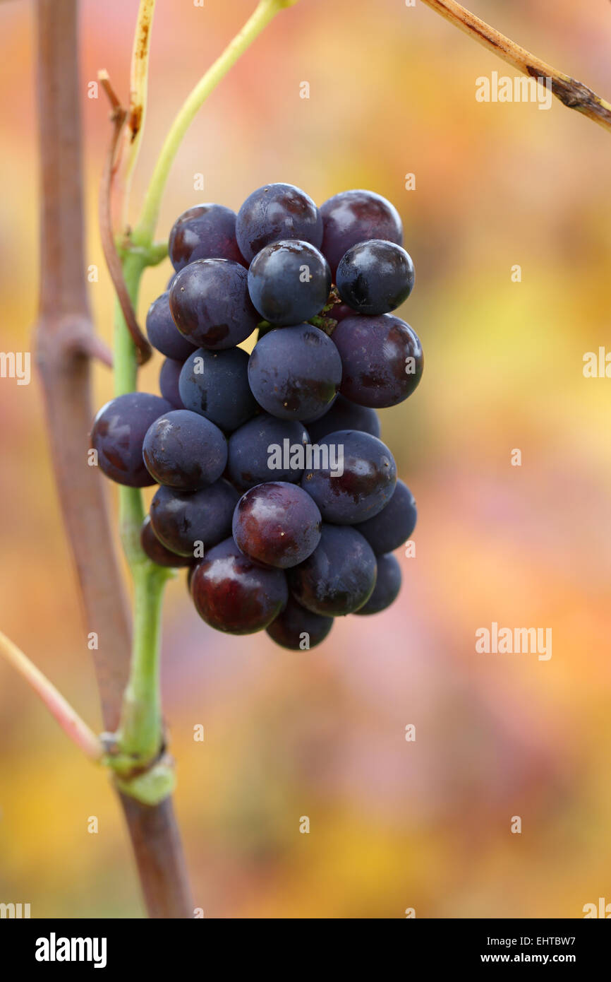 red vine grapes Stock Photo