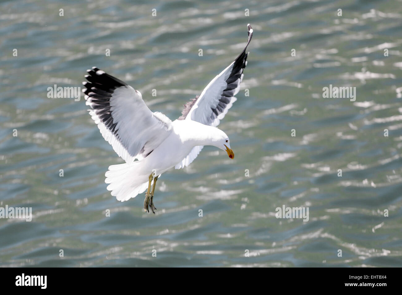 Spread my wings Stock Photo Alamy