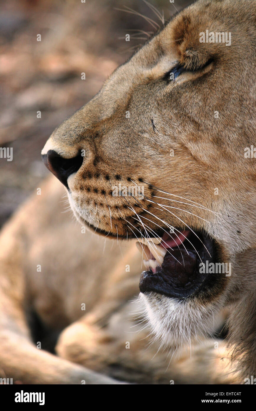 African Lion, Victoria Falls National Park, Zimbabwe, Africa Stock Photo