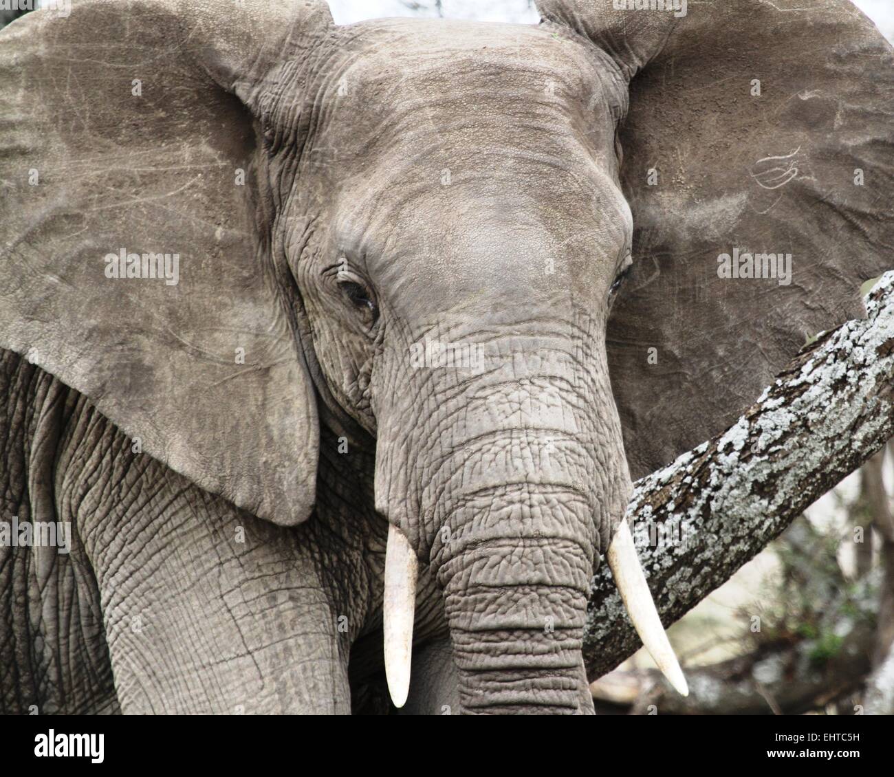 Elephant, Serengeti National Park, Tanzania, Africa Stock Photo