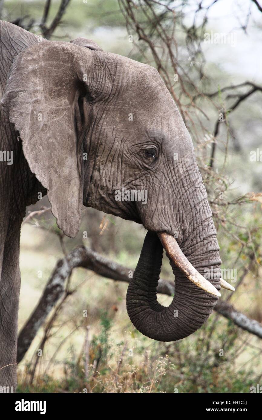 Elephant, Serengeti National Park, Tanzania, Africa Stock Photo