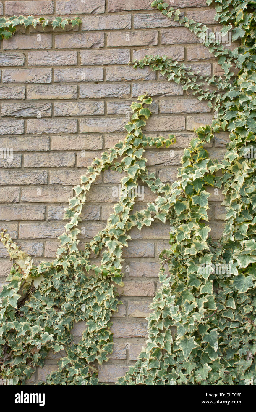 Variegated ivy growing up a brick wall Stock Photo Alamy
